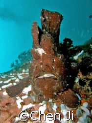 just another frogfish on the wreck. by Chen Ji 